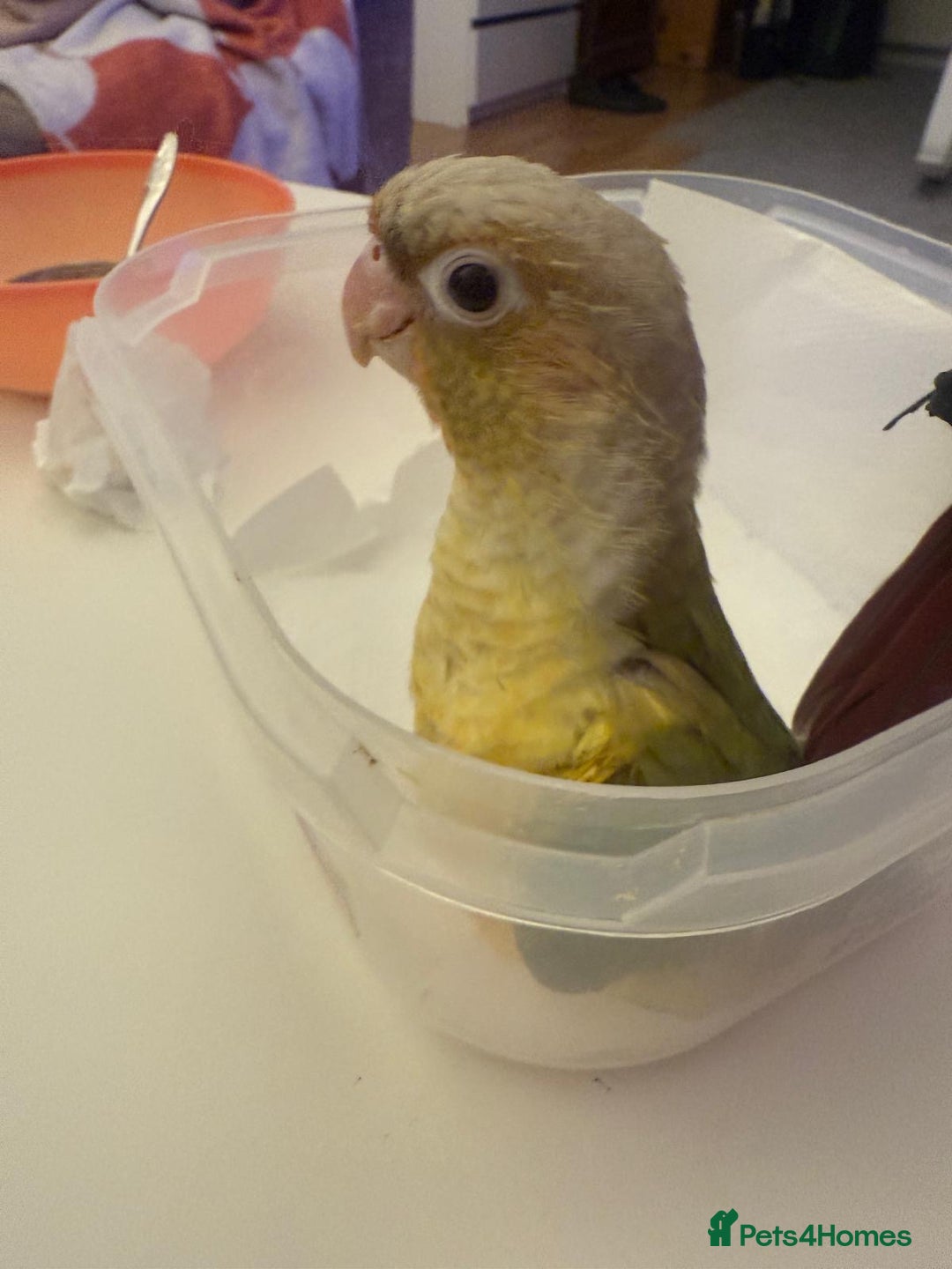 Conures birds for sale: 6 weeks tamed babies conure for sale - Image 2