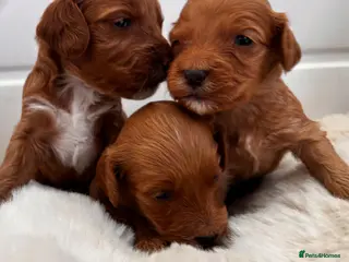 Cockapoo dogs *Hereditary clear Cockapoo Puppies 💜🐶* - Advert 14