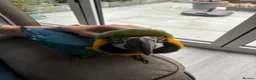 Macaws birds for sale: Beautiful macaw for sale in Hailsham - Advert 3