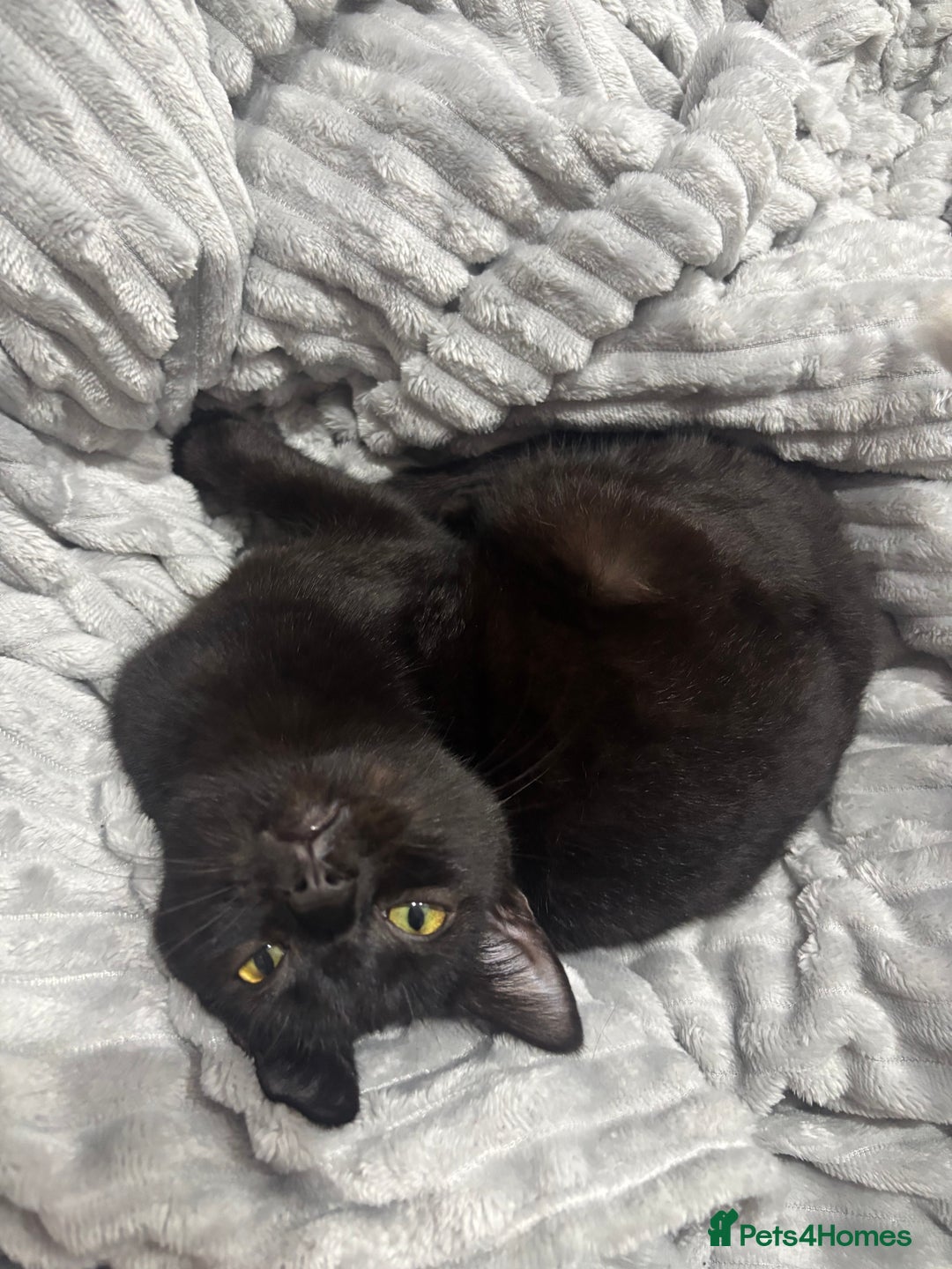 British Shorthair cats for sale: 2 beautiful sisters for sale - Advert 4