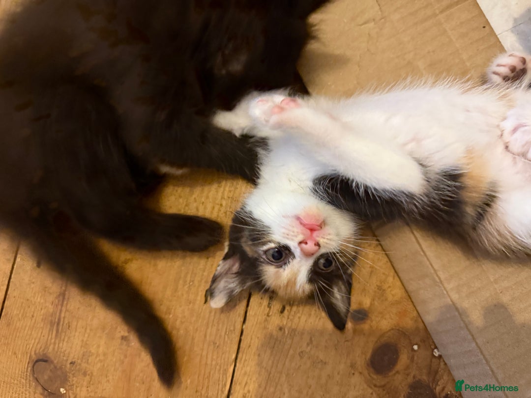 Mixed Breed cats for sale: Mixed breed kittens  - Image 2
