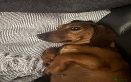 Dachshund dogs for sale: Bryan  - Image 4