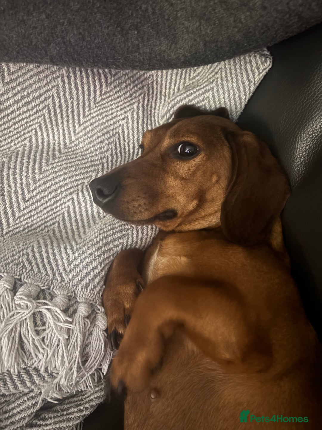 Dachshund dogs for sale: Bryan  - Image 4