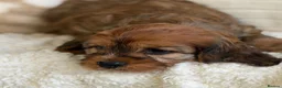Cavapoochon dogs for sale: Beautiful Cavapoochon puppies  - Advert 8