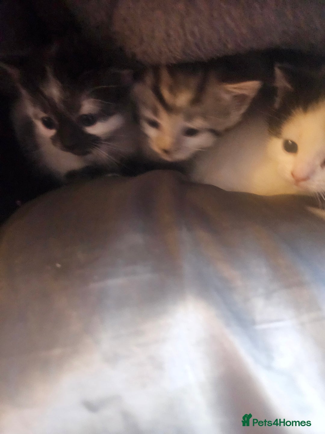 British Shorthair cats for sale: Kittens  - Advert 4