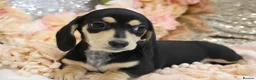 Miniature Dachshund dogs for sale: KC Miniature Dachshund Puppies - Advert 2
