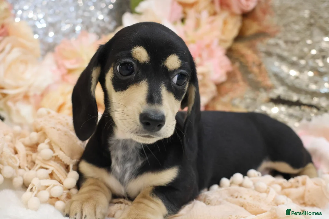 Miniature Dachshund dogs for sale: KC Miniature Dachshund Puppies - Advert 2