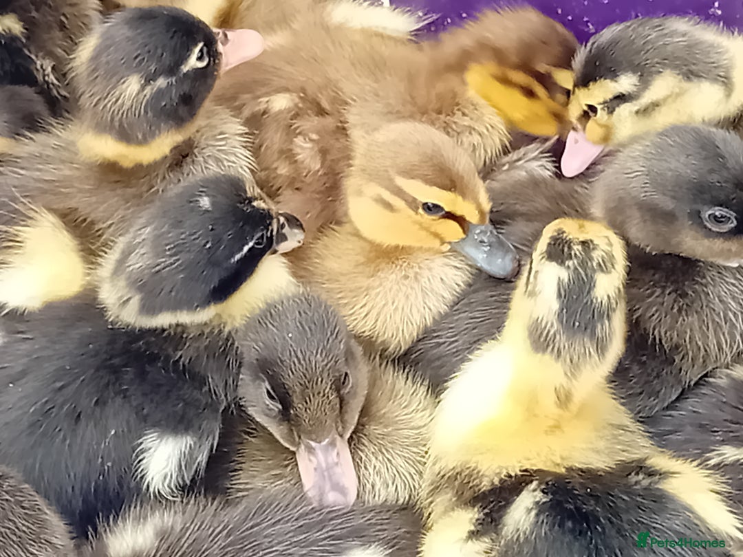 Ducks poultry for sale: Mixed Color Indian Runner Ducklings - Image 6