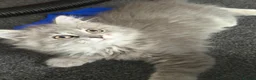 Mixed Breed cats for sale: Scottish straight x calico  - Advert 3