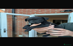 Patterdale Terrier dogs for sale: Patterdale puppies  - Image 20