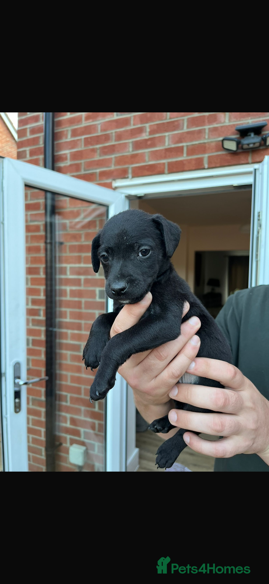 Patterdale Terrier dogs for sale: Patterdale puppies  - Image 20