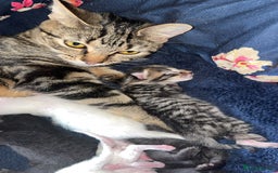 American Shorthair cats for sale: kittens - Image 4