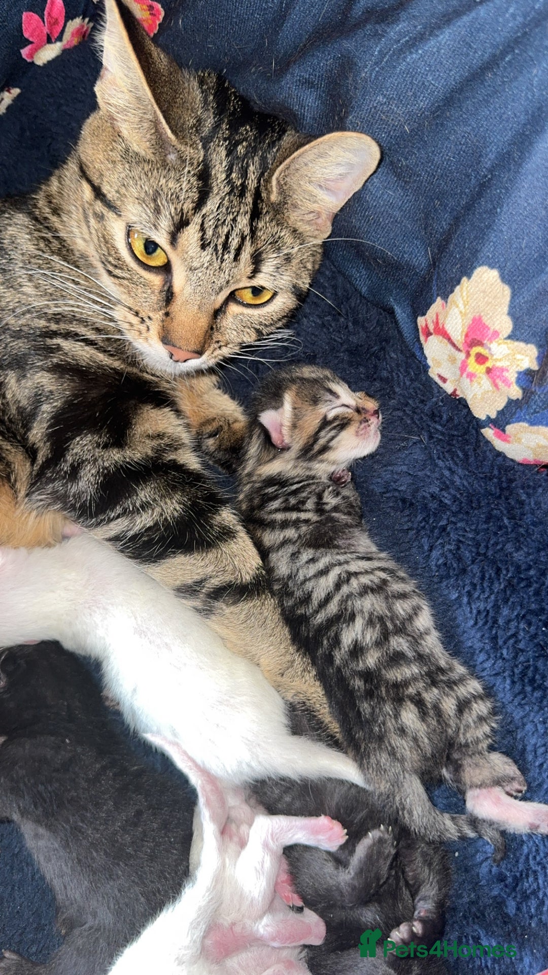 American Shorthair cats for sale: kittens - Image 4
