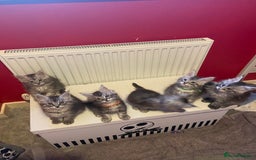 Maine Coon cats for sale: Ready Now Maine Coon kittens - Image 2