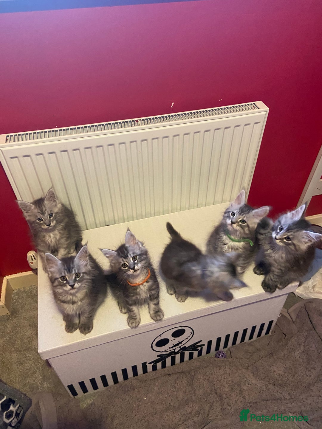 Maine Coon cats for sale: Ready Now Maine Coon kittens - Image 2