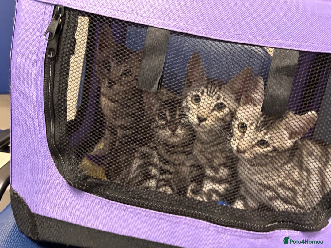 Bengal cats for sale: Stunning silver bengal girl  - Advert 12