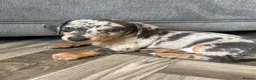 Jackshund dogs for sale: Ready for there forever homes  - Advert 23