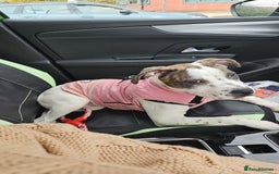 Staffordshire Bull Terrier dogs for sale: 1 year old female staffy - Image 3