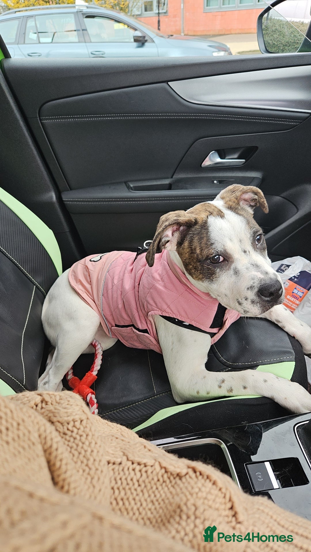 Staffordshire Bull Terrier dogs for sale: 1 year old female staffy - Image 3