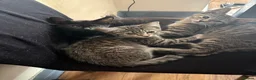 Mixed Breed cats for sale: Kittens looking for a forever home - Advert 21