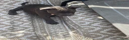 Staffordshire Bull Terrier dogs for sale: 🐾 STAFFORDSHIRE BULL TERRIER PUPPIES - Advert 3