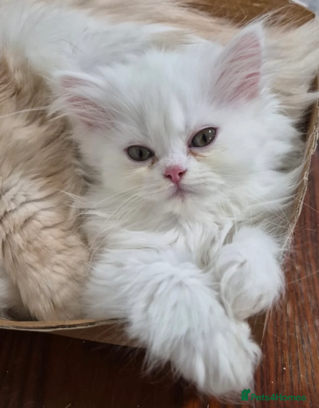 Persian cats for sale: Beautiful White Persian Kitten Fully Vaccinated - Advert 12