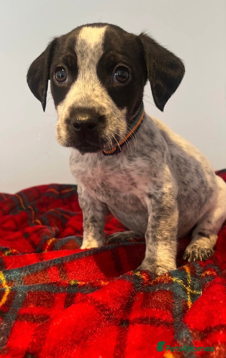 Mixed Breed dogs Cocker Jack puppies Ready this Friday - Advert 1