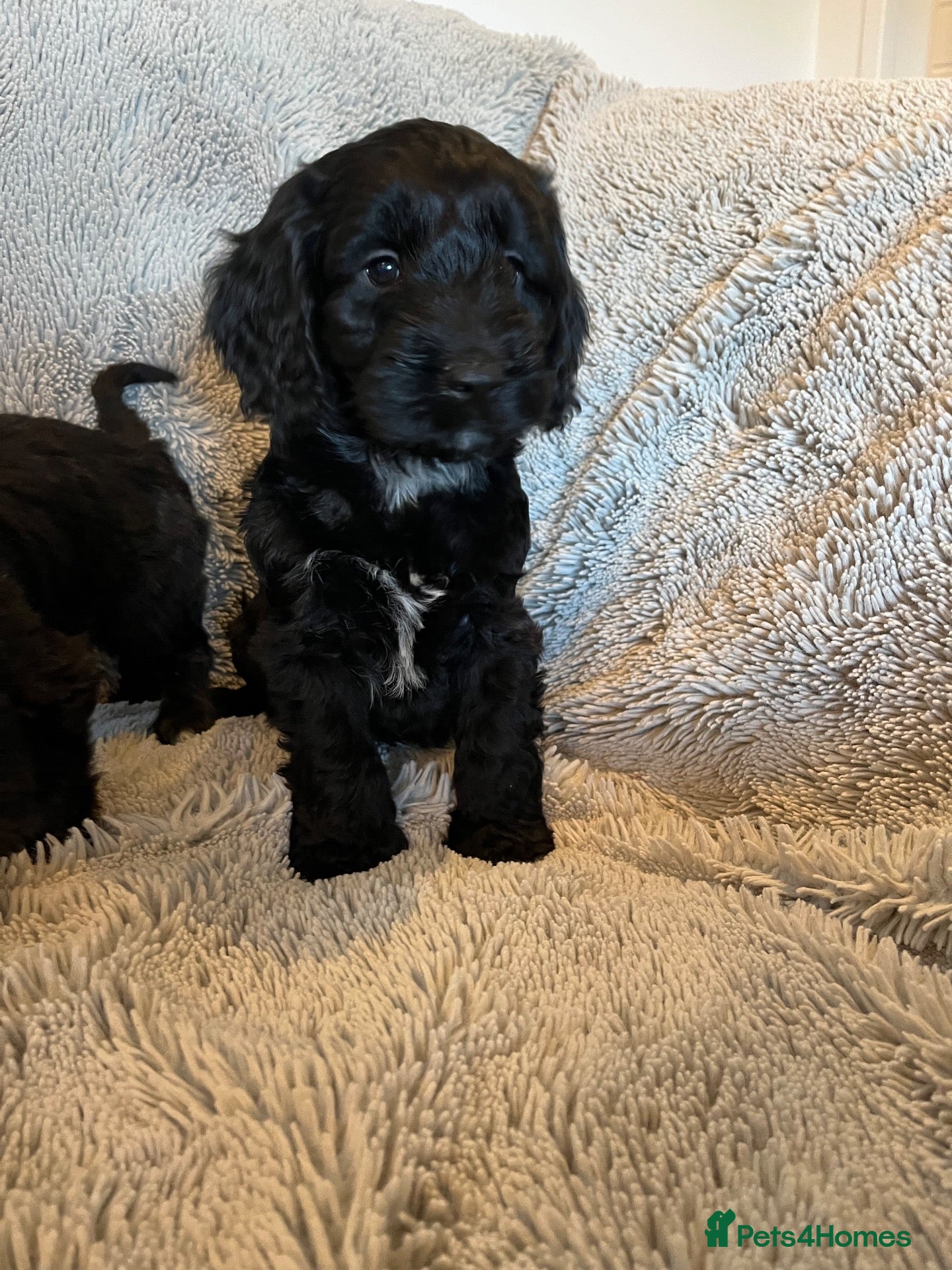 Cockapoo dogs READY TO GO! Beautiful F1 Cockapoo puppies.   - Advert 1