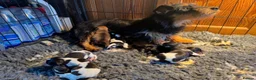 Jack Russell dogs for sale: Stunning Jack Russell Puppies - Advert 17