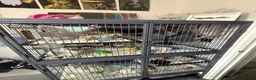 Rat rodents for sale: 4 Male Dumbo rats and complete set up for sale  in Esher - Advert 15
