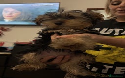 Yorkshire Terrier dogs for sale: Adorable Yorkshire Terrier girl puppies  - Image 7