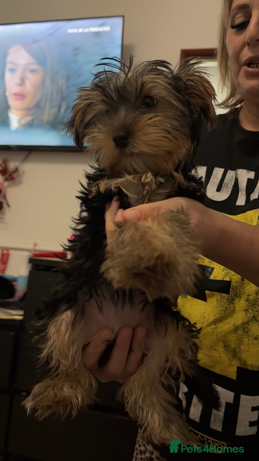 Yorkshire Terrier dogs for sale: Adorable Yorkshire Terrier girl puppies  - Image 7