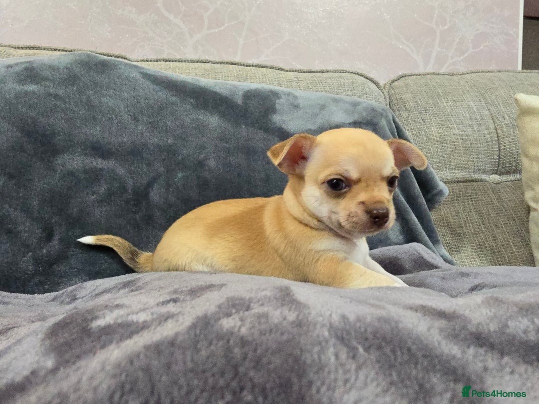 Chihuahua dogs for sale: Chihuahua pedigree pups. Not KC. - Image 35