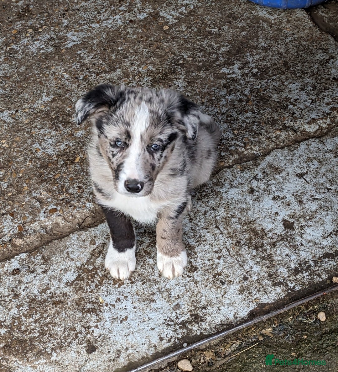 Border Collie dogs Beautiful male border collie puppies available - Advert 5