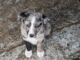 Border Collie dogs Beautiful male border collie puppies available - Advert 5