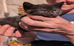 Mixed Breed cats for sale: 3 adorable kittens  - Image 1