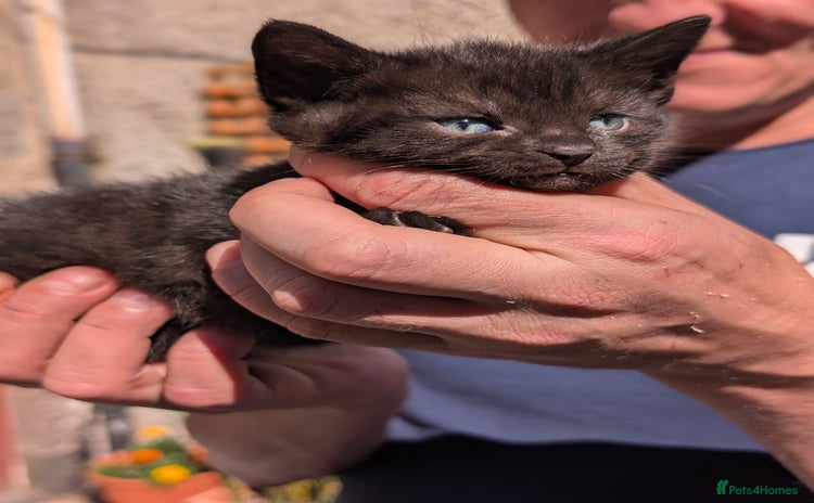 Mixed Breed cats - Advert 14