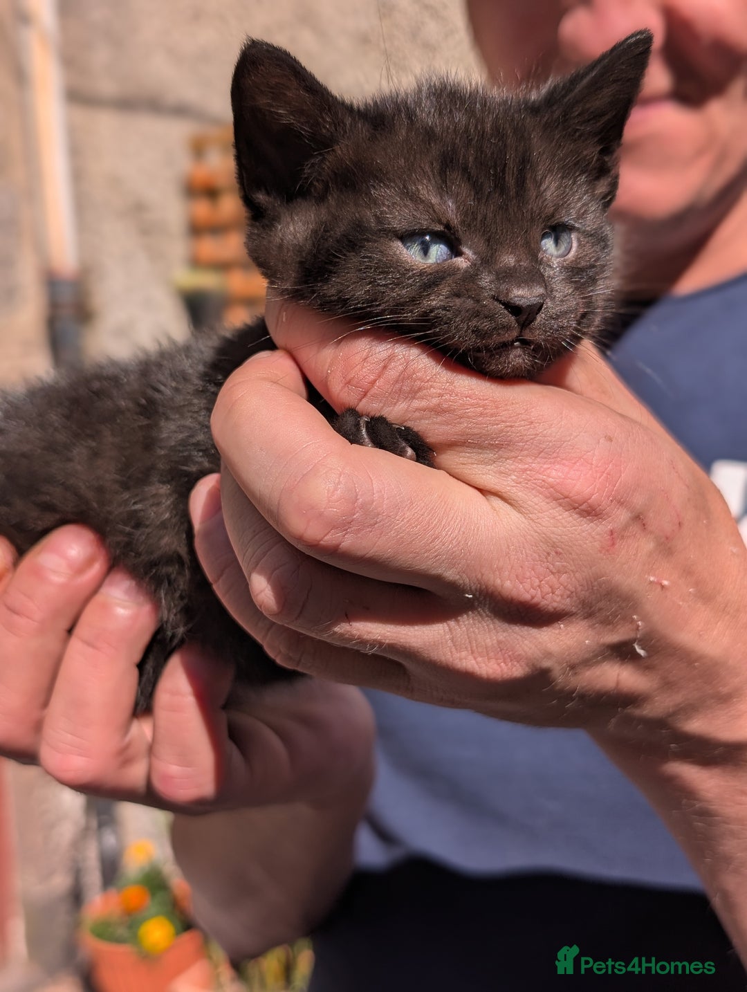 Mixed Breed cats for sale: 3 adorable kittens  - Image 1