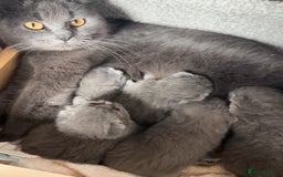 British Shorthair cats for sale: **5 Chunky pure breed BSH Kittens for sale** - Image 15