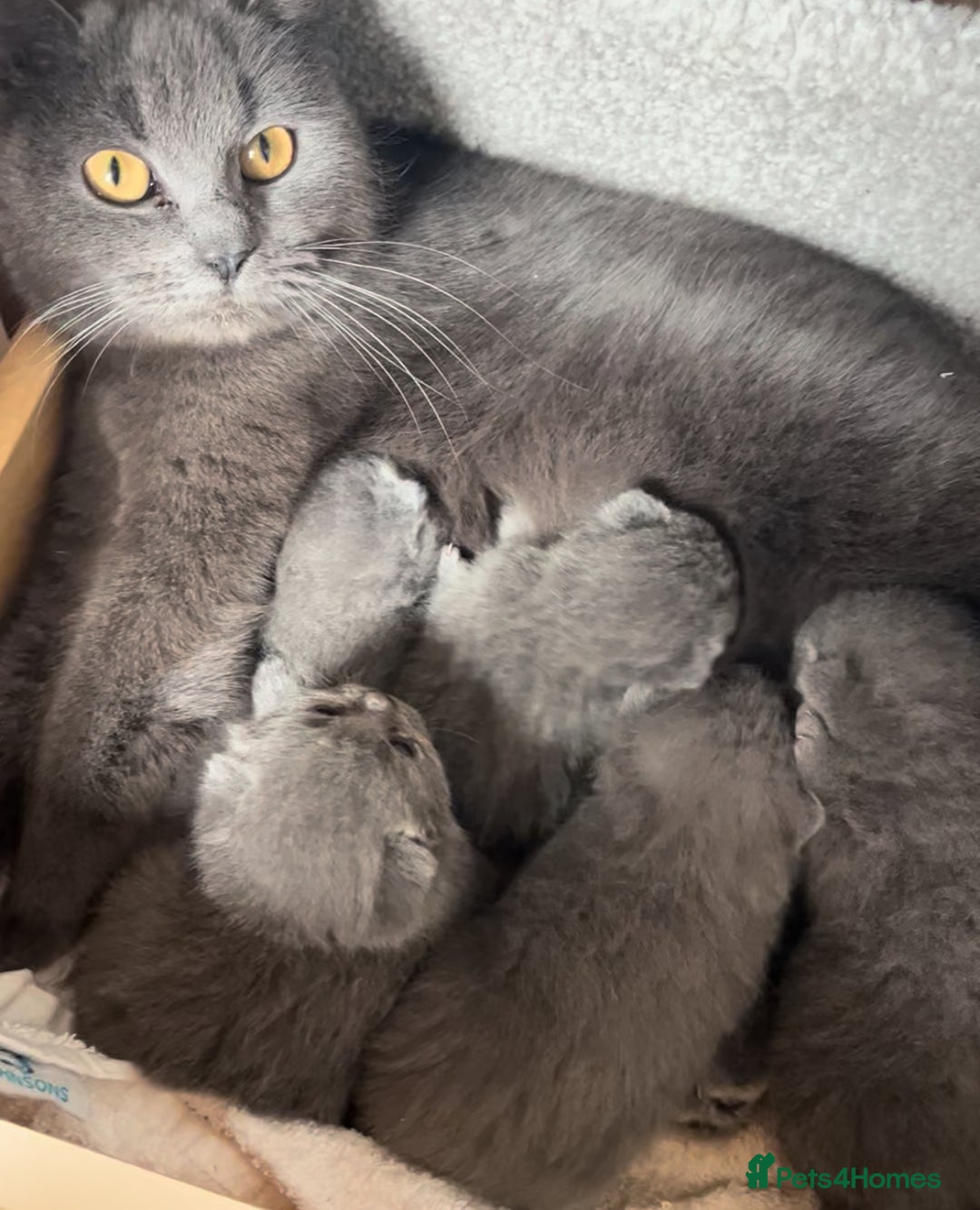British Shorthair cats for sale: **5 Chunky pure breed BSH Kittens for sale** - Image 15