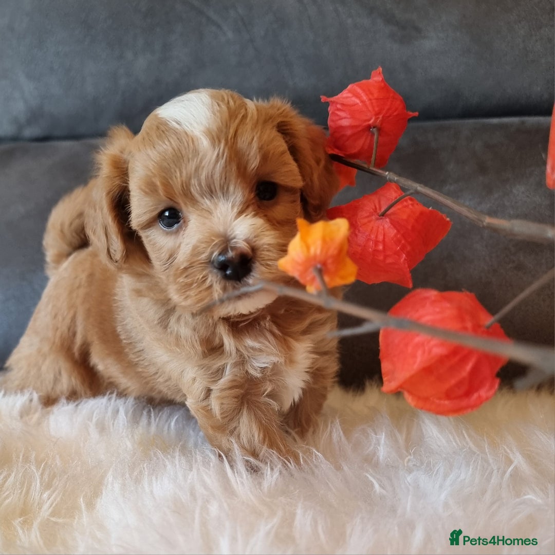 Shihpoo dogs for sale: Adorable best friend Shihpoo pups Fully Vaccinated - Advert 16