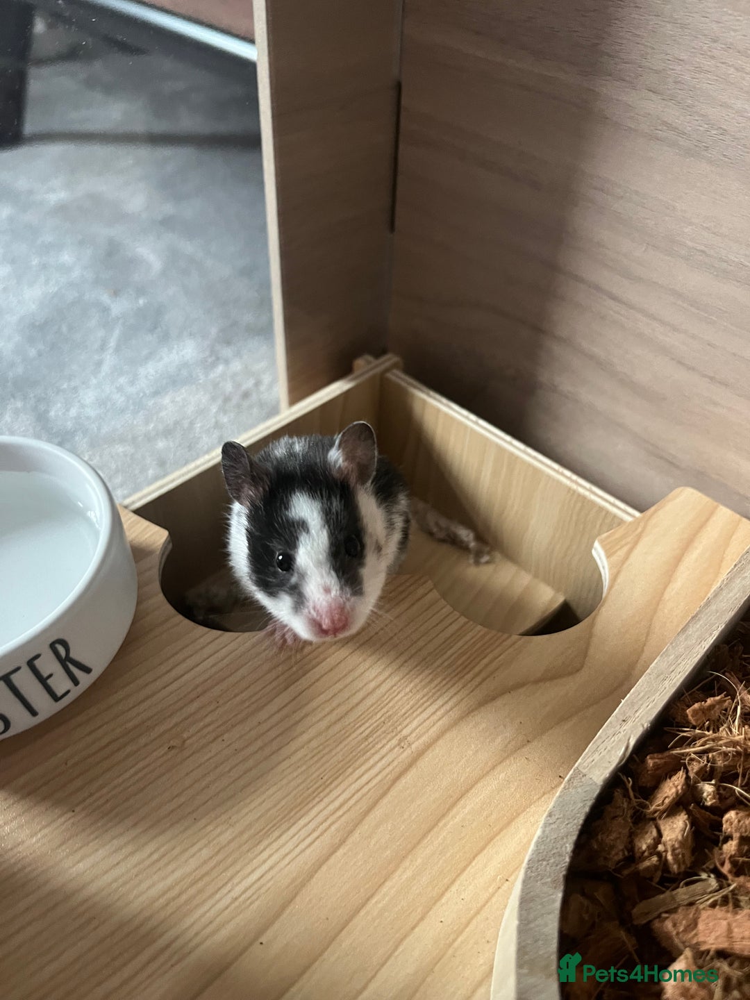 Hamster rodents for sale: two female Syrian hamsters for sale - Advert 8