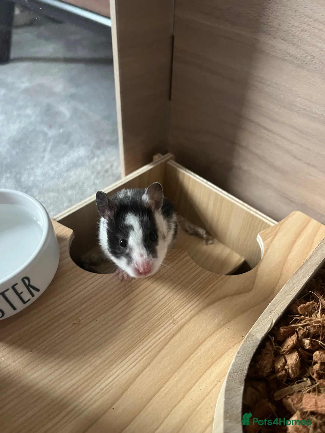 Hamster rodents for sale: two female Syrian hamsters for sale - Advert 8