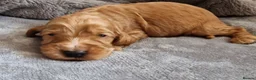 Cocker Spaniel dogs for sale: Show Type Cocker Spaniels - Advert 5
