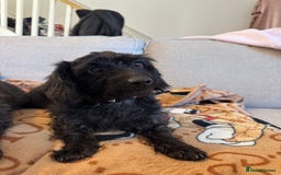 Mixed Breed dogs for sale: Dachshund x Toypoodles - Image 2