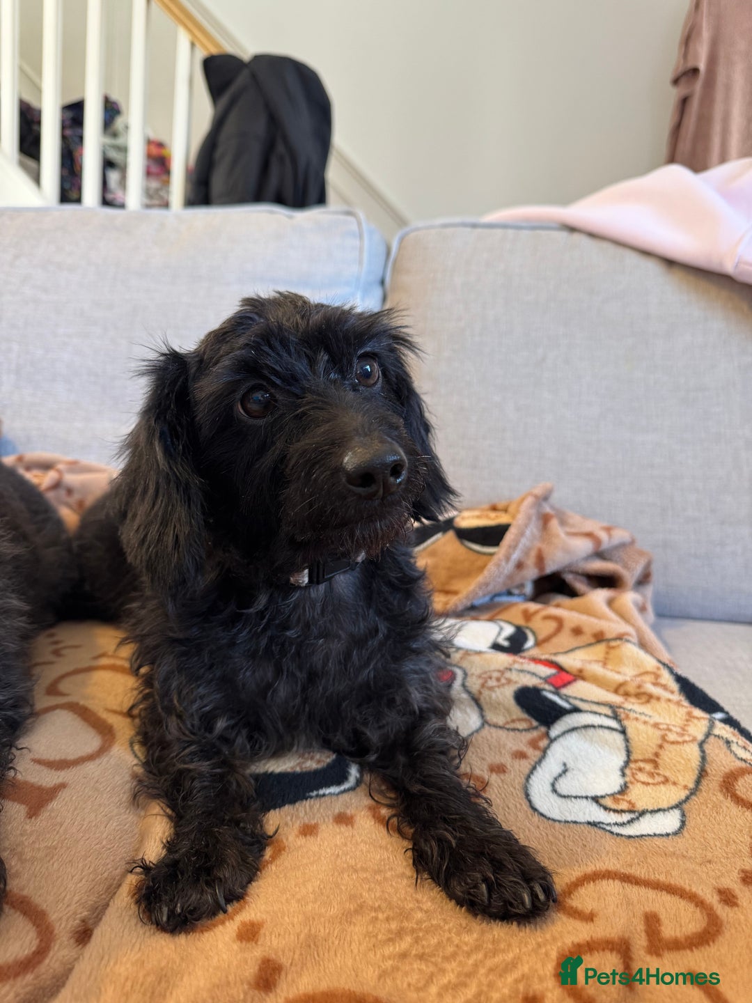Mixed Breed dogs for sale: Dachshund x Toypoodles - Image 2
