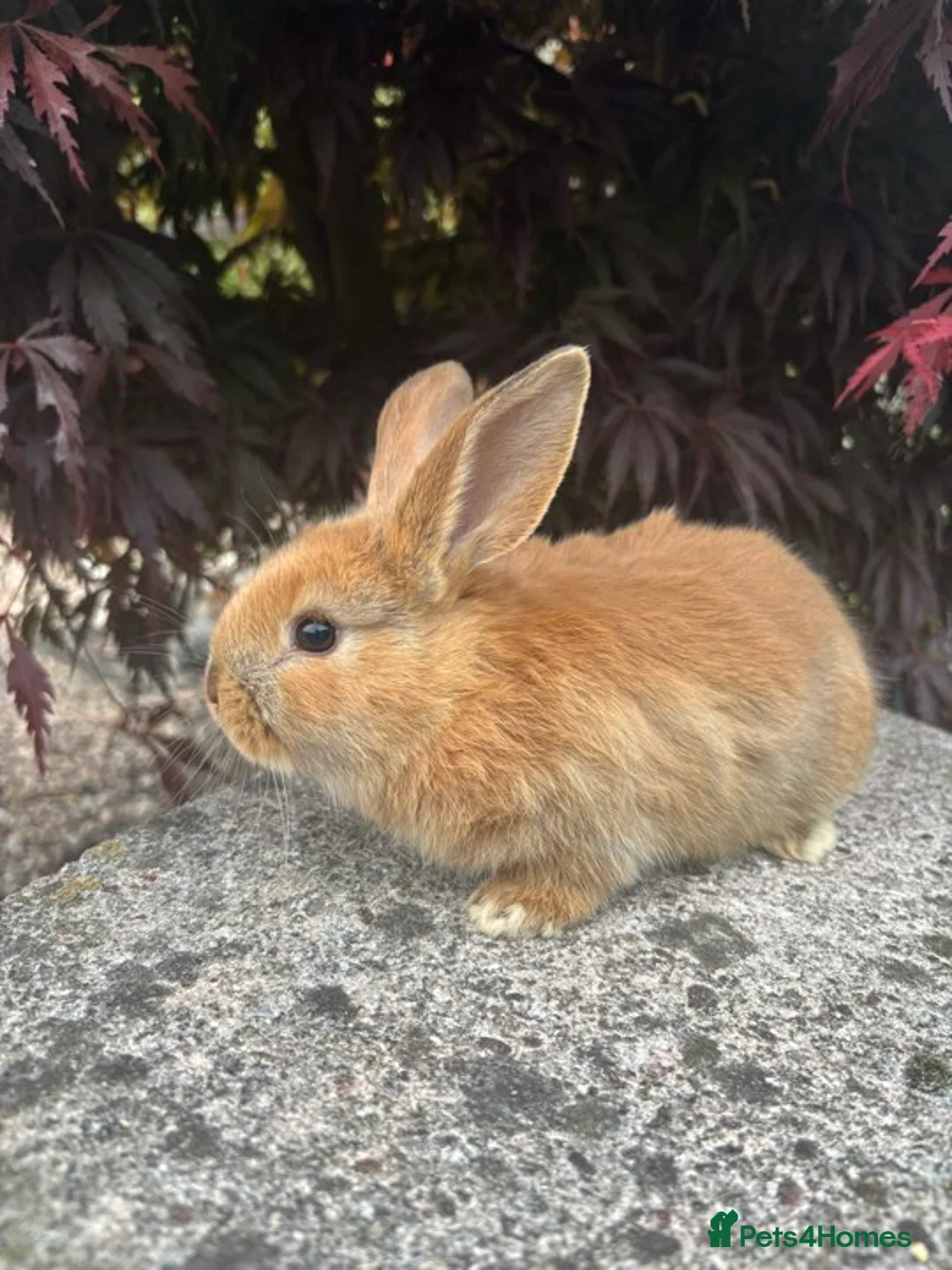 Mixed Breed rabbits for sale: 2 mini lop cross rabbits - 1 female 1 male - Advert 2