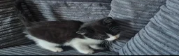 Mixed Breed cats for sale: Gorgeoeus mixed Breed kittens - Advert 10