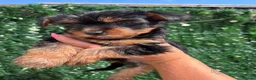 Yorkshire Terrier dogs for sale: ONE LITTLE FEMALE YORKIE PUPPY LEFT READY TODAY - Advert 31