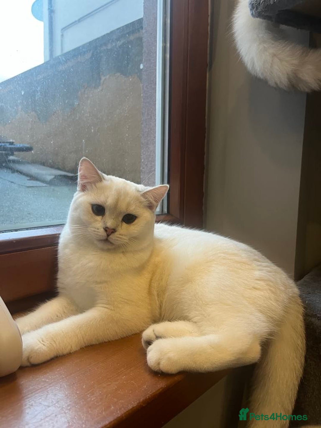 British Shorthair cats for sale: Chubby British Shorthair Kittens  in Grimsby - Image 5